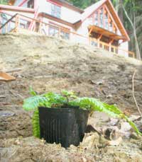 Deer fern -- a species useful in 'rain gardens' -- ready to be planted on the infiltration trench